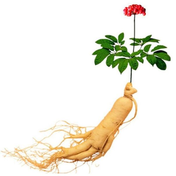 The root of the ginseng in Xtrarazex (1)